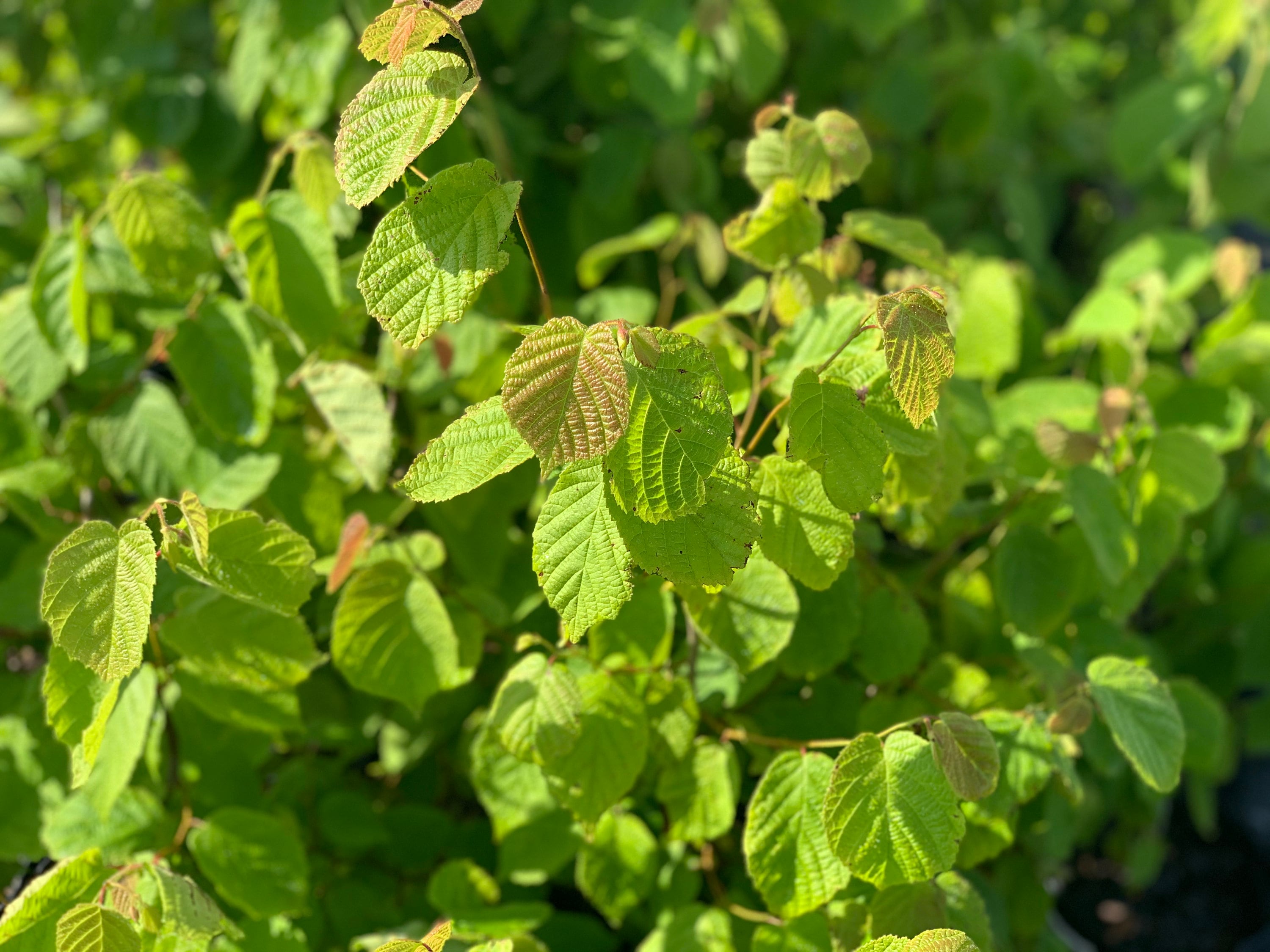 American Hazelnut American Filbert shrubedible nuts Etsy