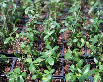 Vinca minor (myrtle) 4 inch pot,  Evergreen, lavender-blue phlox like flowers, full sun to shade, blooms throughout summer into fall