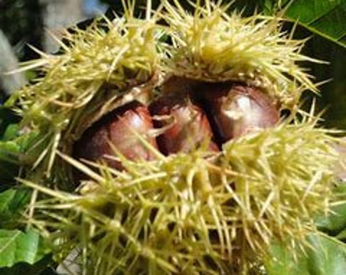 Chestnutchinese Chestnut, Castanea Mollissima,wildlife Tree,produces