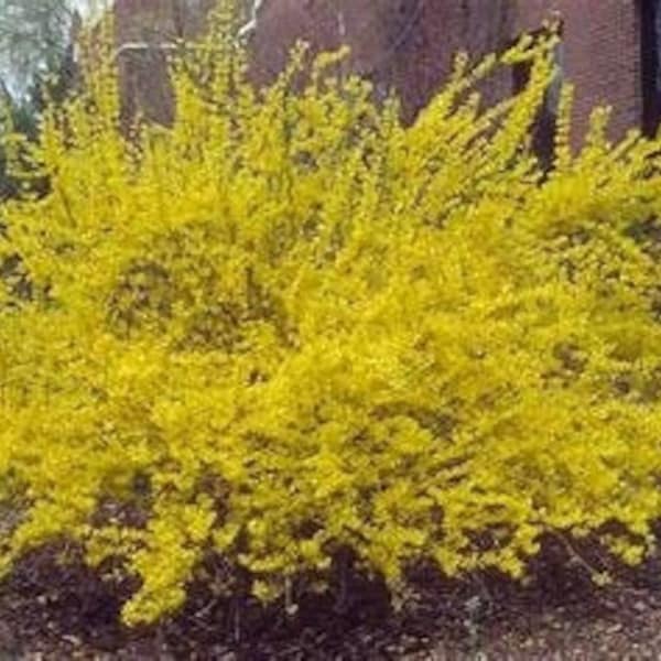 Golden Forsythia, 1 Gallon Pot, early bloomer, beautiful color, fast grower, cannot ship to AZ