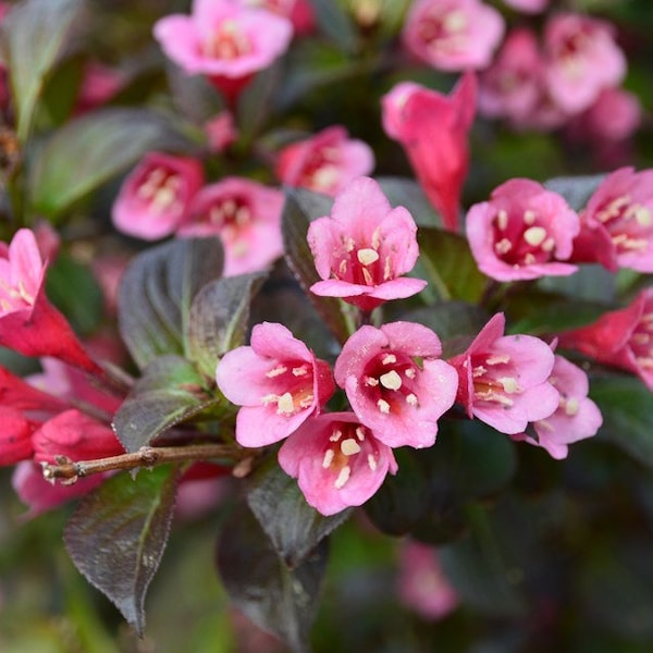 Tango Weigela live plant, 1-2' tall, deciduous flowering shrub, beautiful foliage, colorful blooms, hedge or foundation plant