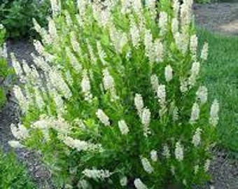 Summer Sweet Clethra, planting zones 3-9, growth rate slow-moderate, attracts pollinators like bee's and hummingbirds