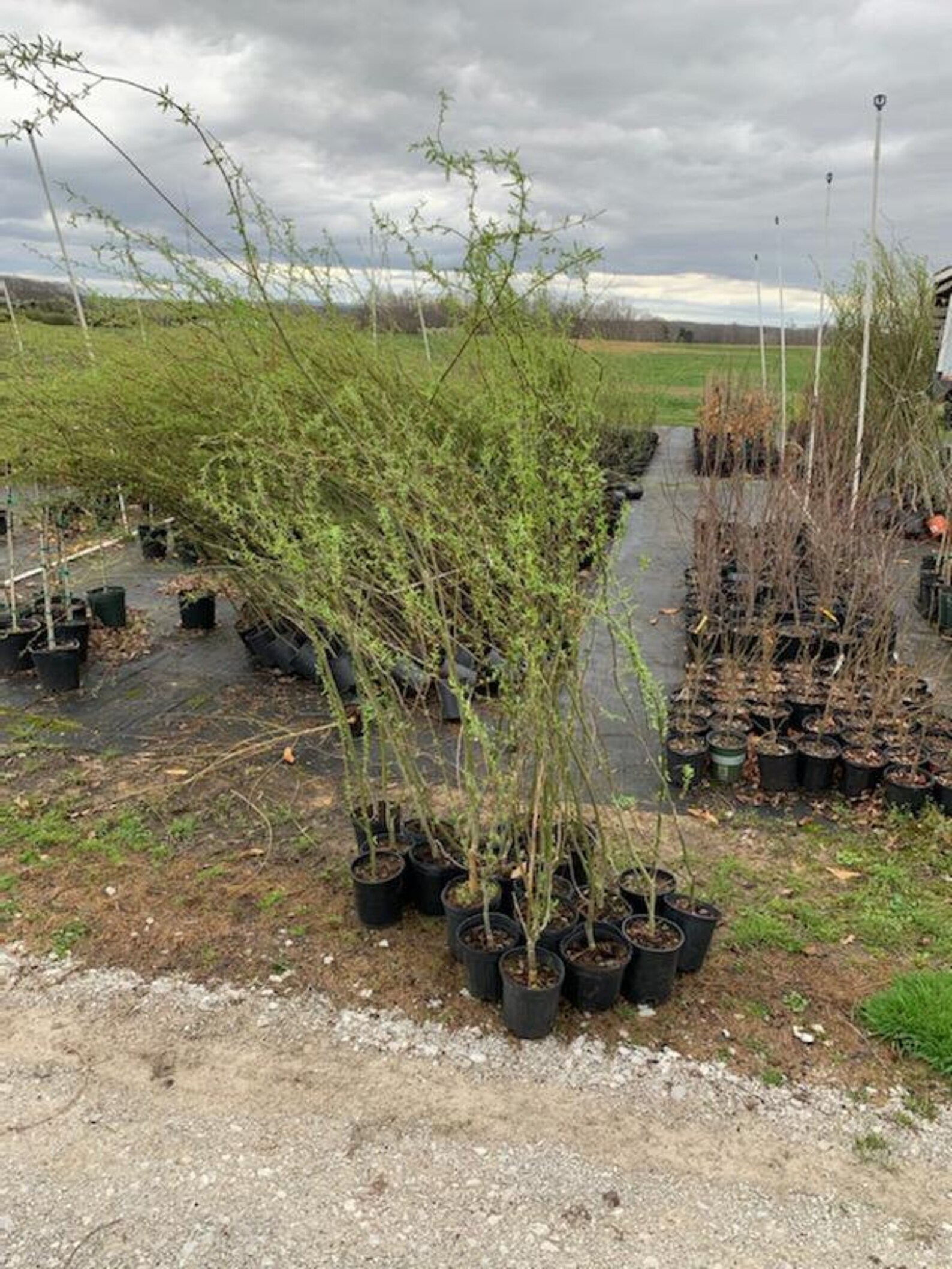 Corkscrew Willow Curly Willow 34' Tall Shipped in Pot Etsy