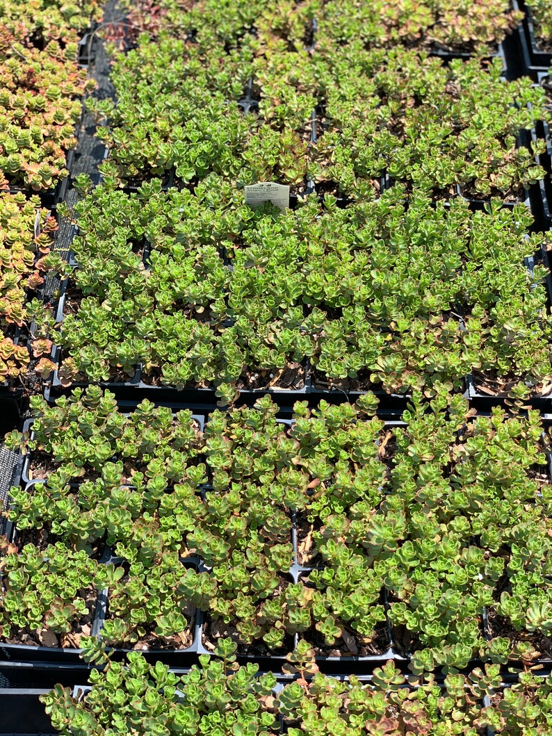 Dragons Blood Sedum stonecrop rabbit Resistant Etsy