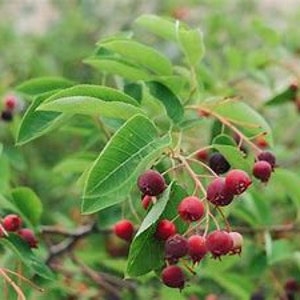 Serviceberry (Amelanchier Canadensis), 1 Plant (3-4 feet tall), fruiting shrub, flowering shrub, berry plant