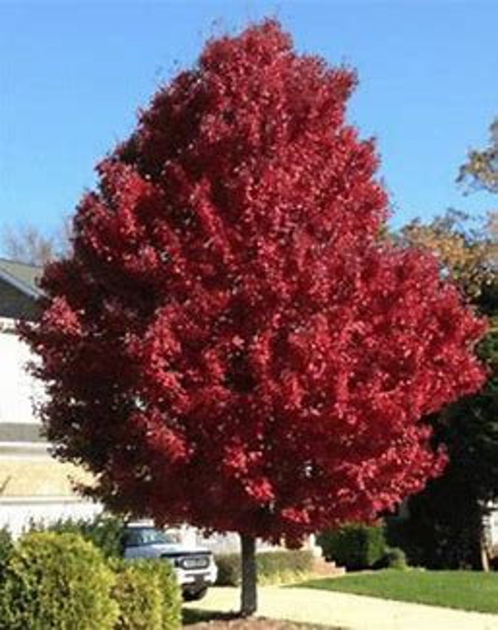 Brandywine Maple 34' Tall Seedless Maple Fast Growing Etsy