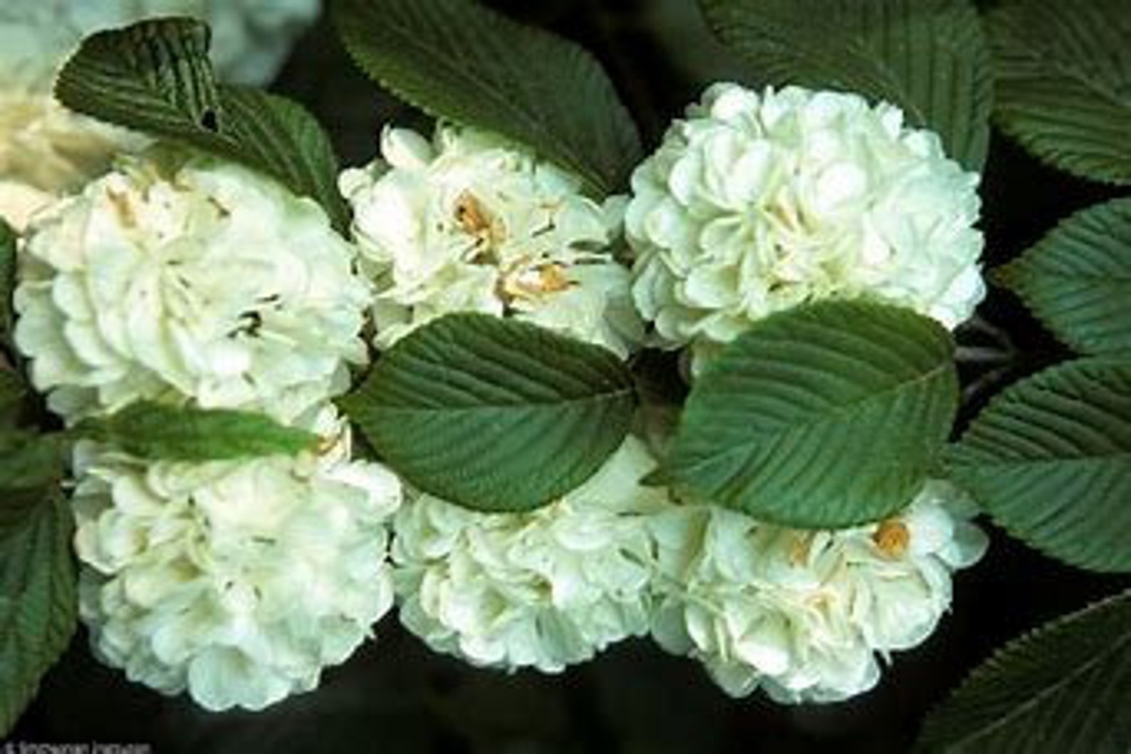 Japanese Snowball Viburnum 23' Tall Ornamental Shrub Etsy