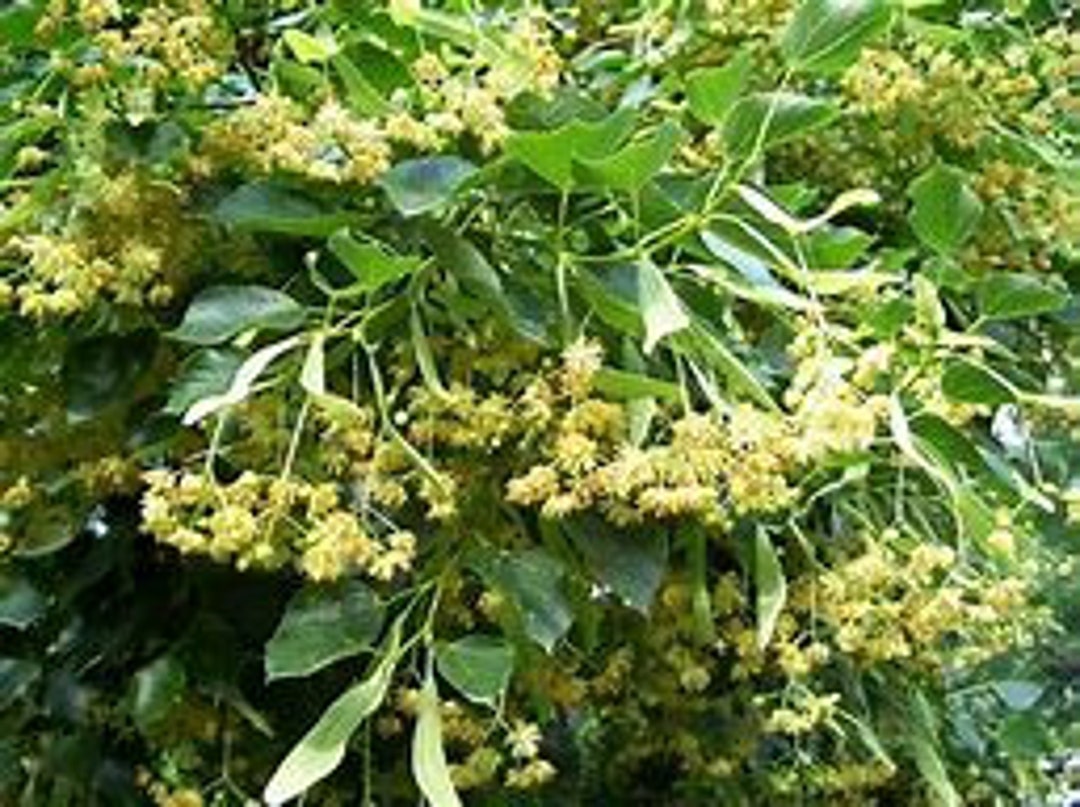 Basswood Tree, 12' Tall, Apiary, Great for Honey Bees, Apiculturists