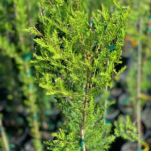 Pond Cypress ,Taxodium ascendens, 3-4 ft, grows 24-36'' per year, deciduous coniferous, leaves grow upright image 2