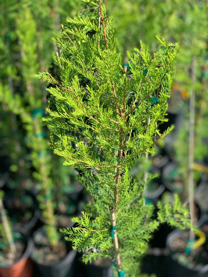 Pond Cypress ,Taxodium ascendens, 3-4 ft, grows 24-36'' per year, deciduous coniferous, leaves grow upright image 2