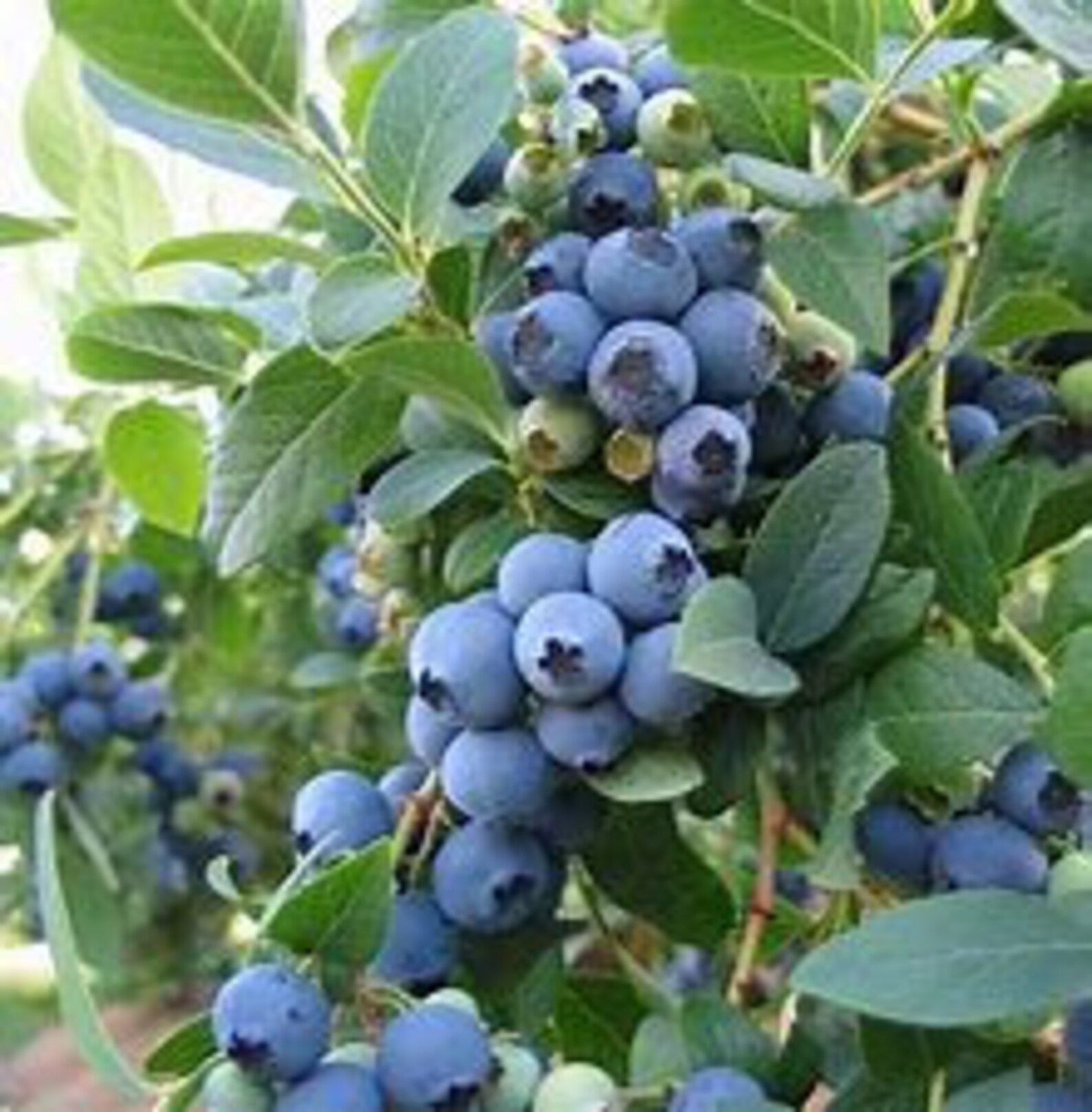 Blueray Blueberry 1 gal pot shipped in soil approx 1 foot Etsy