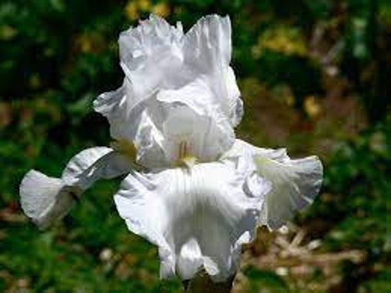 Iris germanica 'Immortality' - Reblooming