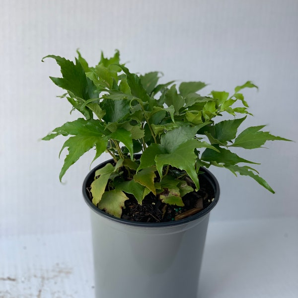 Japanese Holly Fern 1 Gallon, Cyrtomium falcatum, planting zones 6-10, Evergreen in mild winter regions