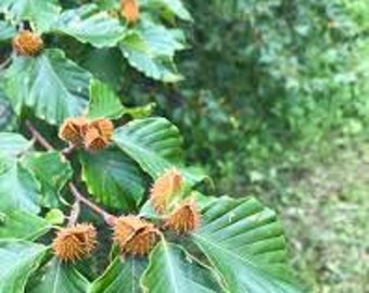 American Beech 2-3 feet, Fagus grandifolia,  planting zones 3-9, golden bronze leaves in fall, edible, great for wildlife!