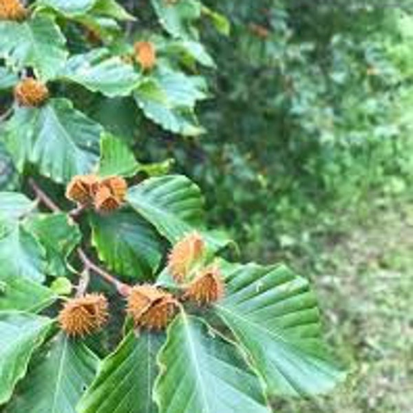 American Beech 2-3 feet, Fagus grandifolia,  planting zones 3-9, golden bronze leaves in fall, edible, great for wildlife!