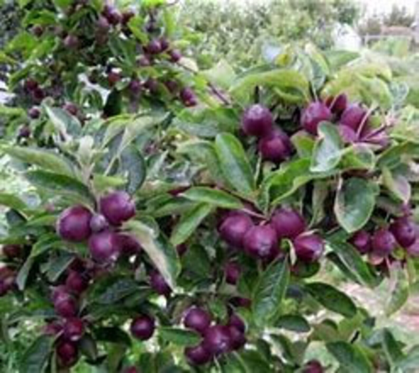 2 Arkansas Black Apple Trees 34' Tall Good Caliper Etsy