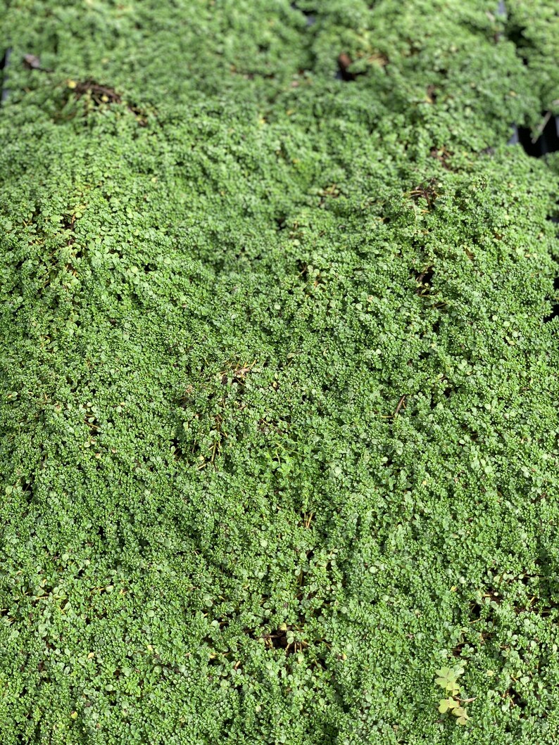 Elfin Thyme, Thymus Serpyllum Attracts Butterflies, Extremely Cold