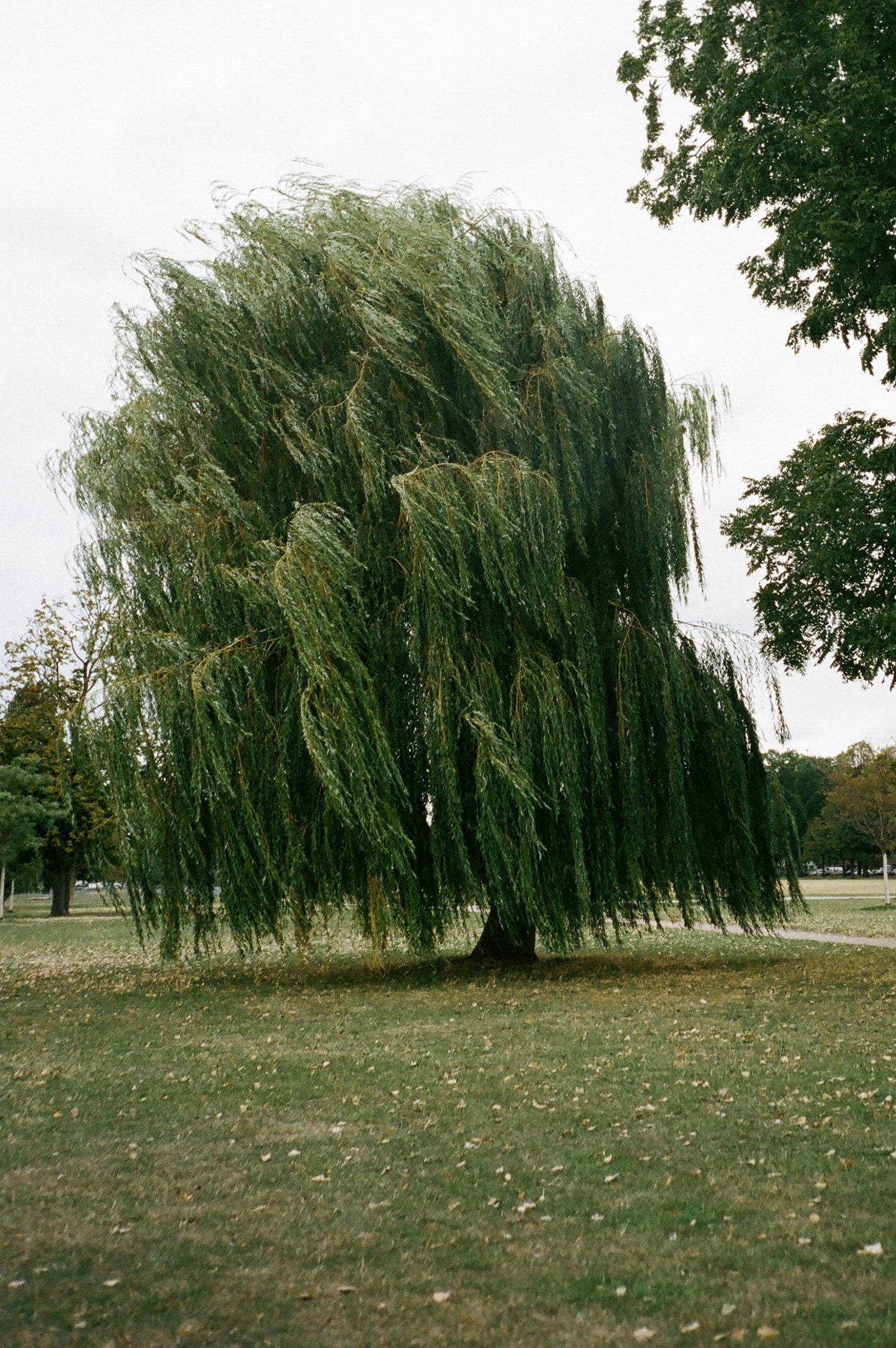 Fast Growing Windbreak Trees