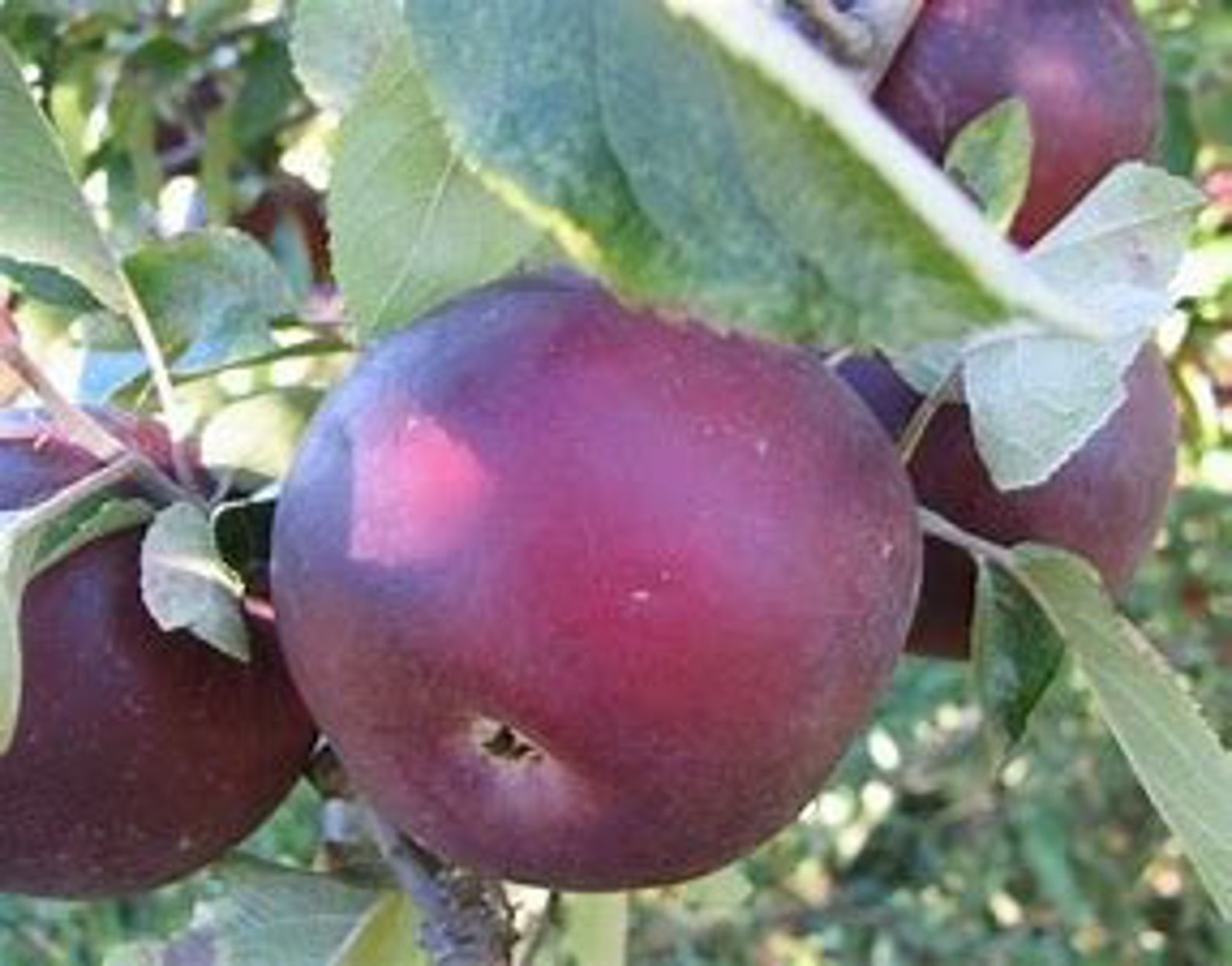 2 Arkansas Black Apple Trees 34' Tall Good Caliper Etsy