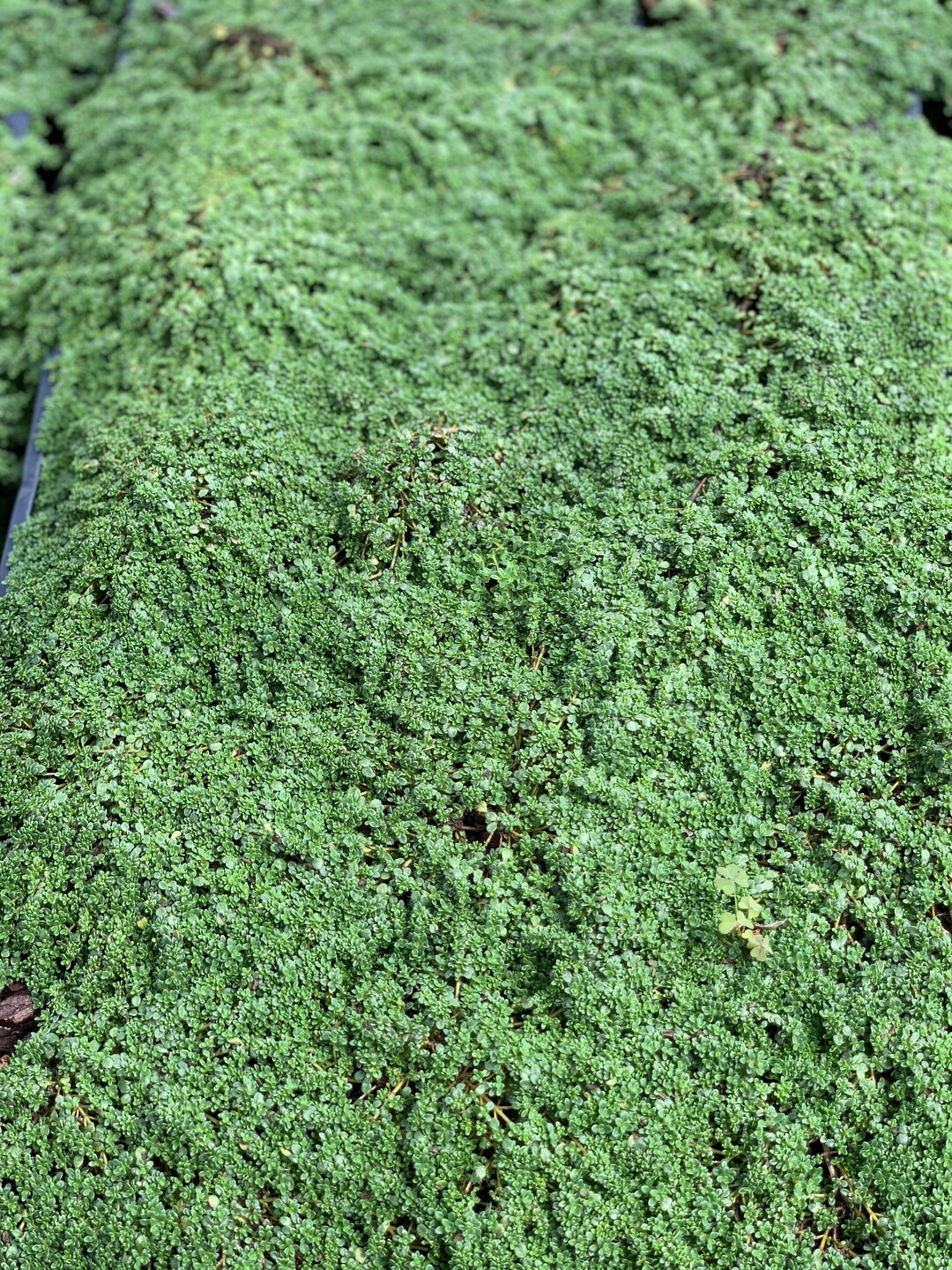 Elfin Thyme, Thymus Serpyllum Attracts Butterflies, Extremely Cold