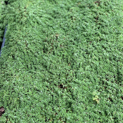 Elfin Thyme Thymus Serpyllum Attracts Butterflies Etsy