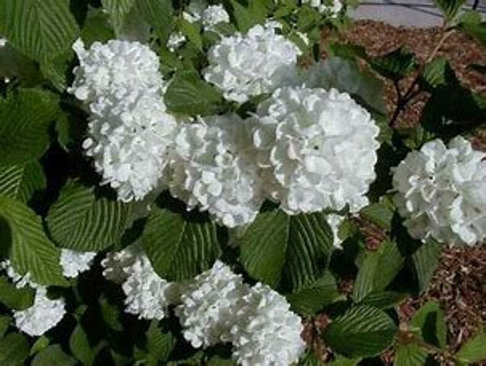 Japanese Snowball Viburnum 23' Tall Ornamental Shrub Etsy