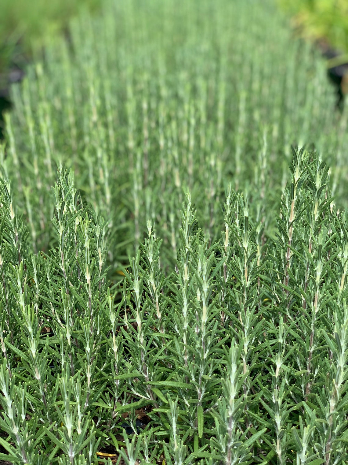 Rosemary Arp Rosemary Trade One Gallon or 4 Inch Pot Herbs Etsy