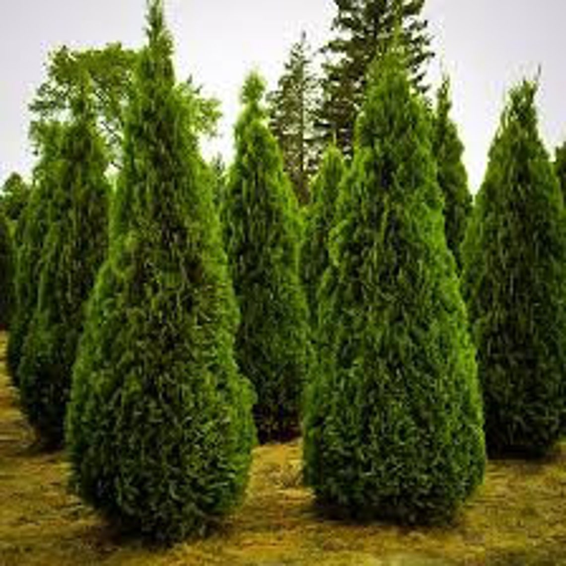 Emerald Green Arborvitae 1-2 foot pyramidal | Etsy