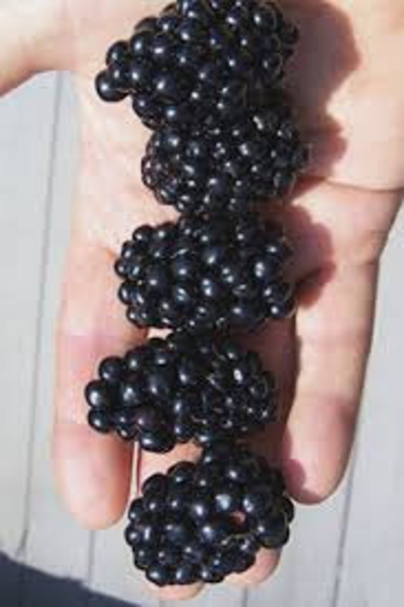 Apache Blackberry thornless blackberry planting zones 59 Etsy