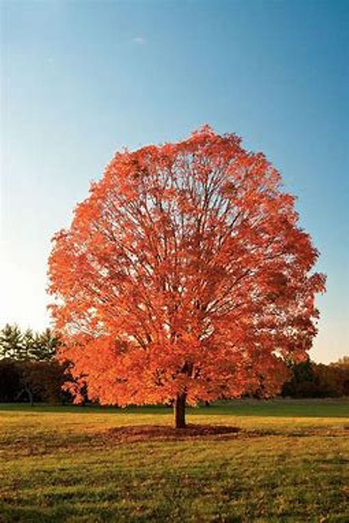Sugar Maple treeAcer Saccharum 12' tall shade tree Etsy