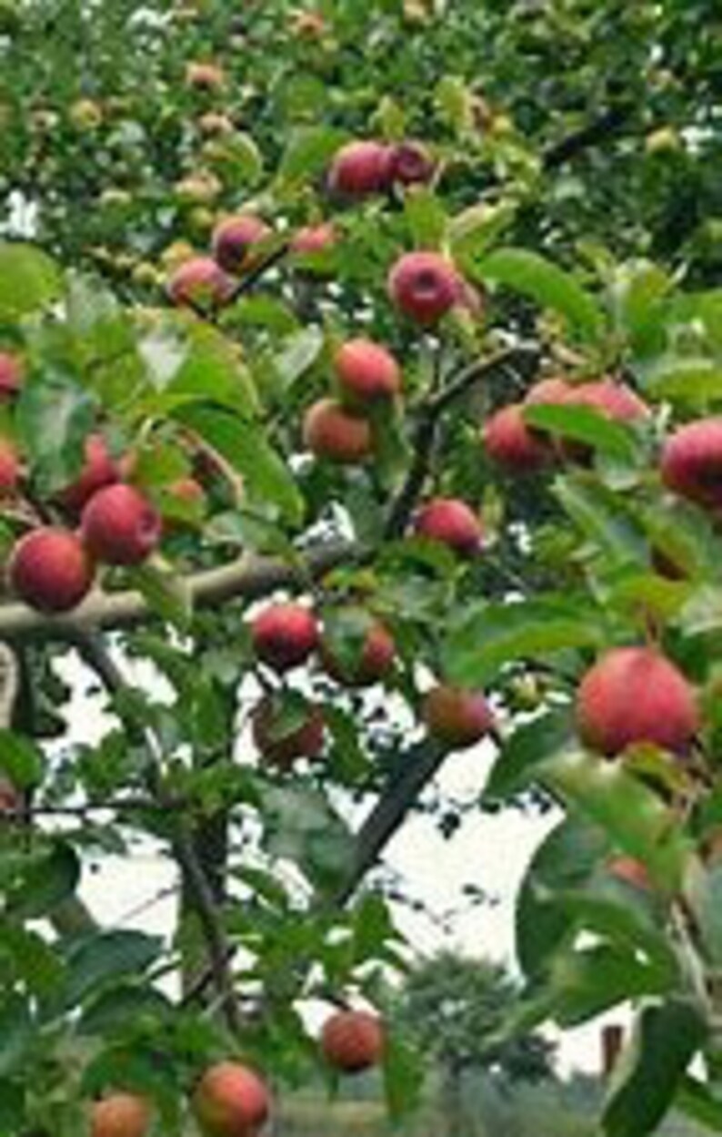 Apple Trees 2 Red Macintosh 34' Tall Live Trees Etsy