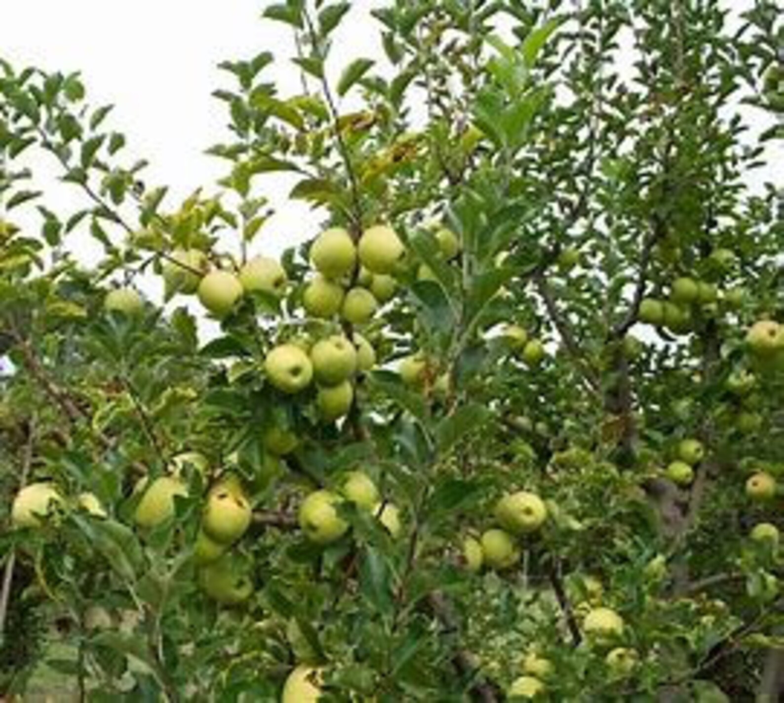 2 Golden Delicious Apple trees Fruit Tree Wildlife Tree Etsy