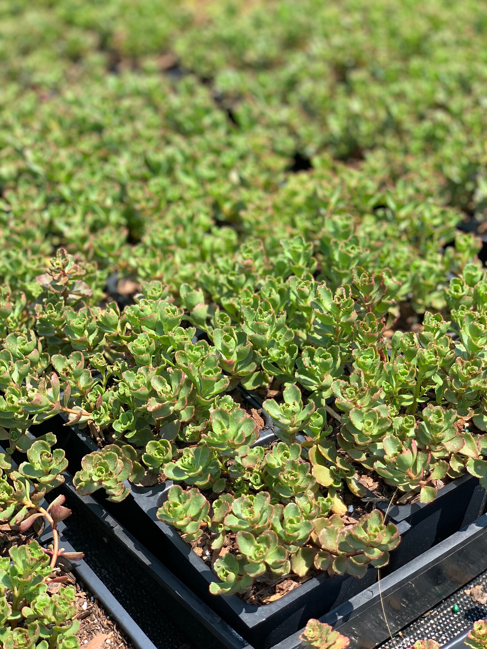 Dragons Blood Sedum stonecrop rabbit Resistant Etsy