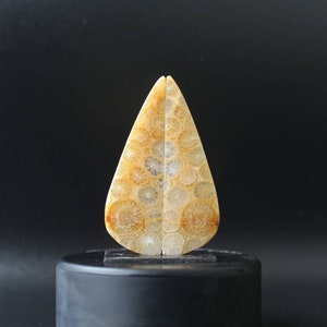 Fossil coral druzy pair