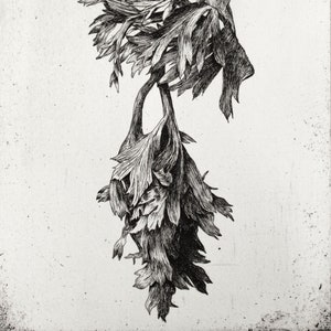 Anemone 3, Original Hand-Printed Etching