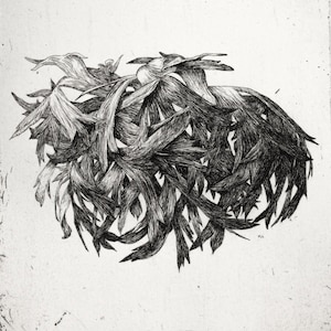 Anemone 2, Original Hand-Printed Etching