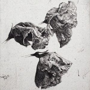 Lisianthus (white), Original Handprinted Etching