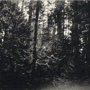 Old Growth, Original handprinted copperplate photogravure
