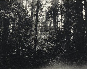 Old Growth, Original handprinted copperplate photogravure