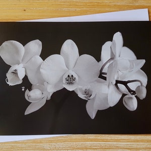 Carte de vœux Orchidée classique | Bereavement Notecard UK | Carte de condoléances Orchidée | Pack de cartes de photographie noir et blanc | Carte de condoléances vierge