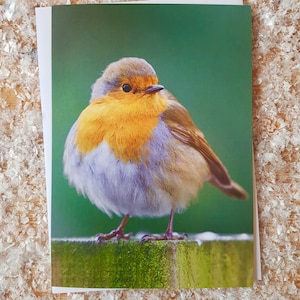 Carte de Noël Robin Redbreast | Pack de cartes de Noël Robin | Carte de Noël photographique Robin | Carte de Noël photo Robin | Carte De Noël Robin Royaume-Uni