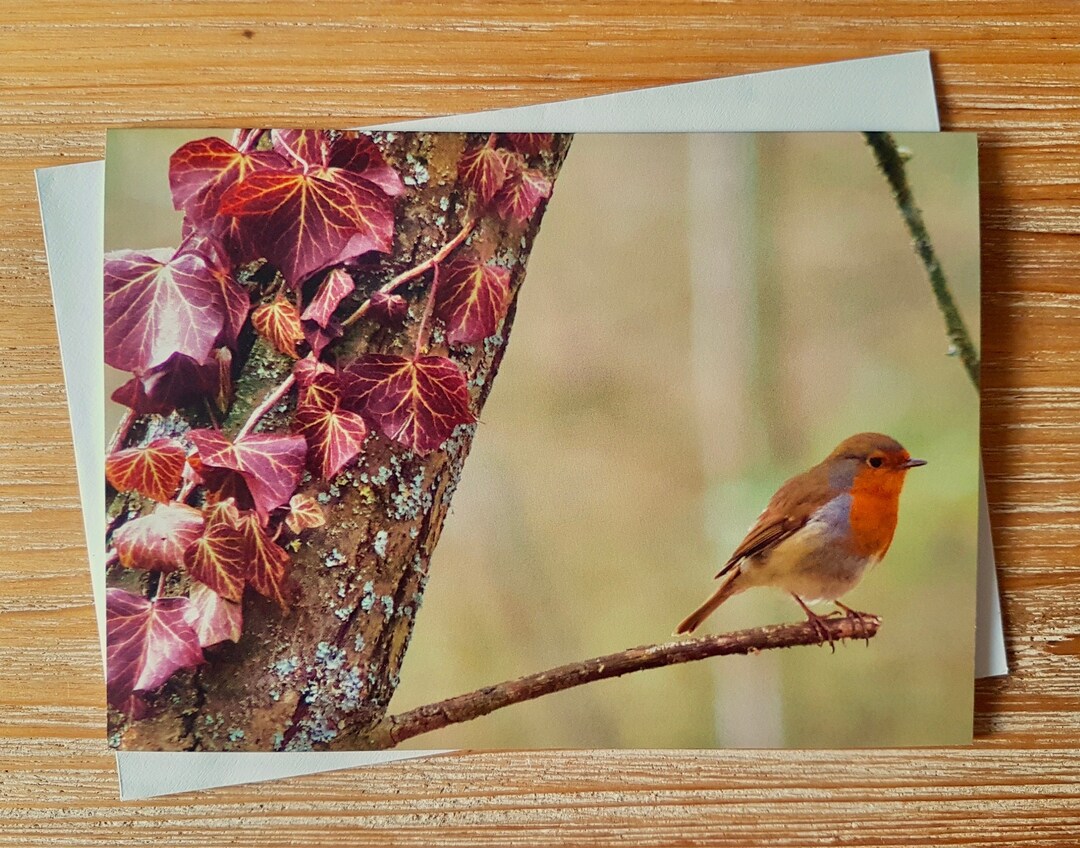 Robin & Ivy Card | Robin Photographic Note Card | Blank Any Day ...