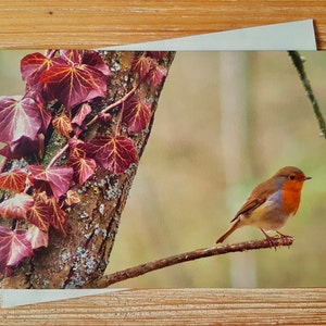 Carte Robin et Ivy | carte de correspondance photographique Robin | Vierge toute carte de vœux | carte d'anniversaire de rouge-gorge | Carte de correspondance pour la photographie d'oiseaux au Royaume-Uni