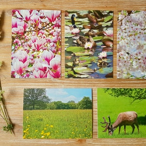 Colección de tarjetas Windsor Great Park / Conjunto de tarjetas de felicitación fotográficas de la naturaleza del Reino Unido / Paquete de tarjetas en blanco para cualquier día / Tarjetas de fotografía Berkshire/Surrey