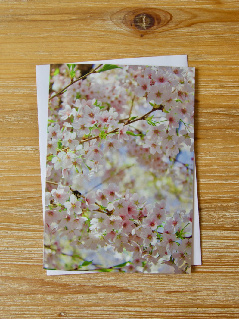May include: A close-up image of a branch of pink cherry blossoms in full bloom. The flowers are delicate and soft, with a light pink hue. The background is a soft blue sky.