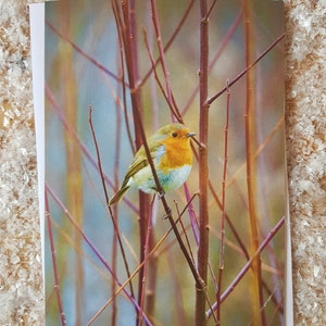 Feestelijke Robin kerstkaart | Eco vriendelijke kerstkaart | Robin fotografische kerstkaart | Robin Foto Kerstkaart | Britse vogelfotografie
