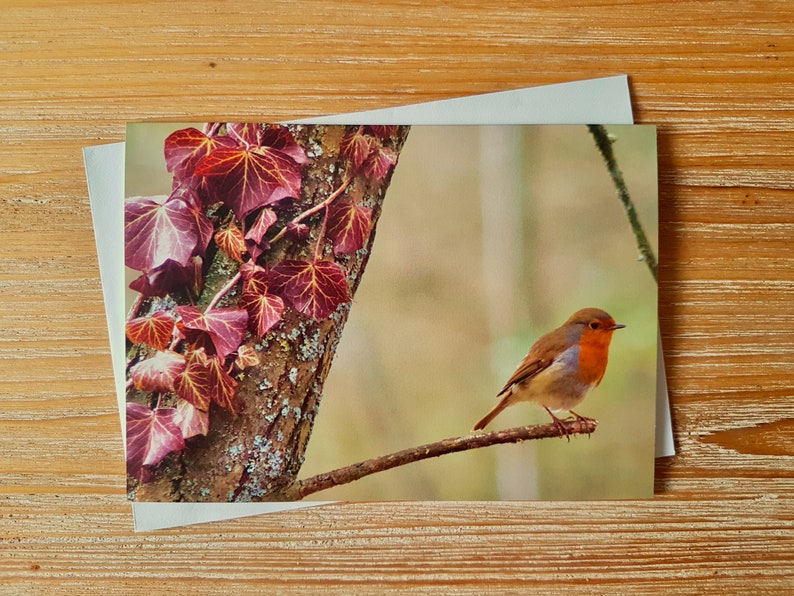 May include: A red robin perched on a branch with red leaves in the background.