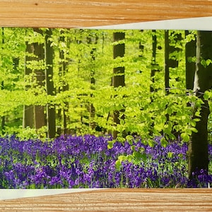 Bluebell Woods-kaart | Fotografische blanco wenskaartpakket | Verjaardagskaart Bluebell | Scenic Berkshire UK Woodland Photography Notitiekaartenset