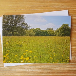 May include: A field of yellow wildflowers in a meadow with a forest in the background. The sky is blue with white clouds.