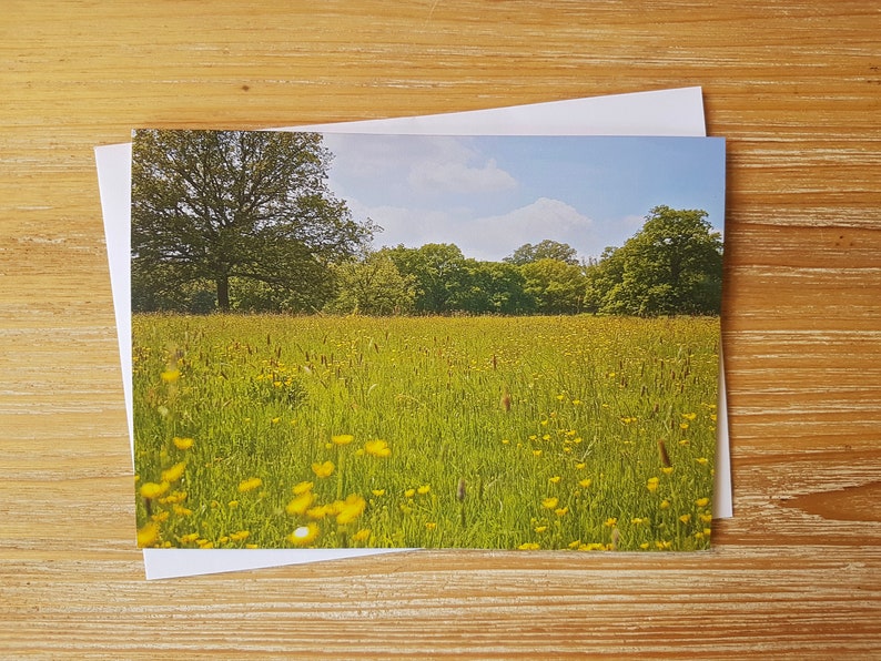 May include: A field of yellow wildflowers in a meadow with a forest in the background. The sky is blue with white clouds.